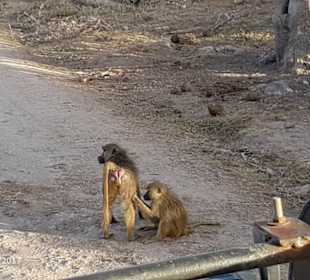 PrivatSafari 10/17 - Tsavo+Amboseli - impressions