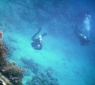 Taucher beim Riff