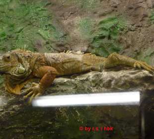 Entspannt rumliegen tun auch Tiere 