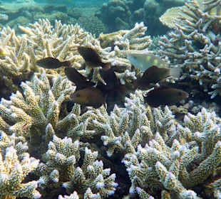 Korallenlandschaft (schnorchelnd) 