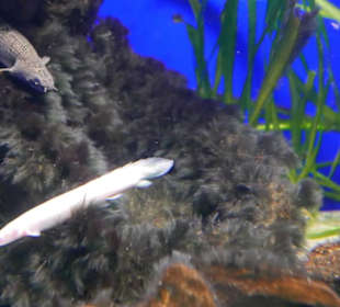 Der Axalotl bleibt im Hintergrund