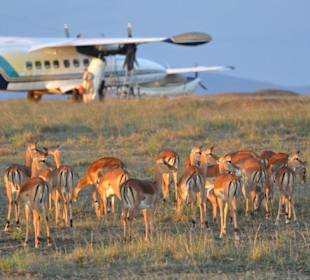 Antilopen - Masai Mara