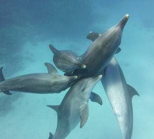 1 Weibchen + 4 Kerle