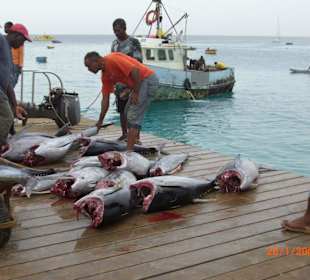 Thunfisch auf dem Steg von Santa Maria