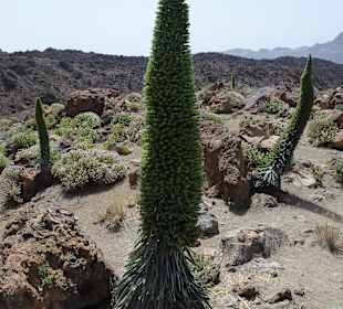 Nationalpark --> Teide