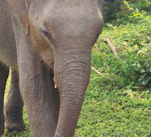 Asiatischer Babyelefant