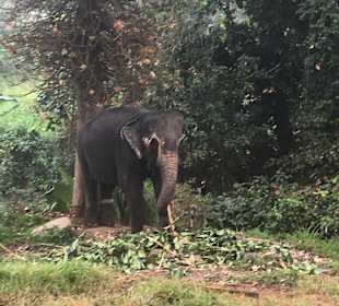 Millennium Elephant Foundation