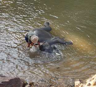 Elefantencamp Chiang Mai