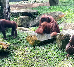 Singapur Zoo