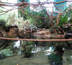 Im Tropenhaus des Zoo Salzburg