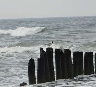 Ostsee am "Darß-Zingst".