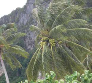Kokospalme