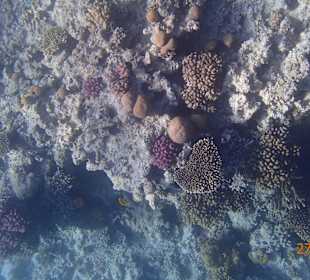 Korallen Riff mit Fisch