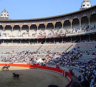 Toros sufriendo en la plaza
