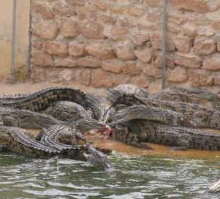 Fütterungszeit  tgl. 17:00