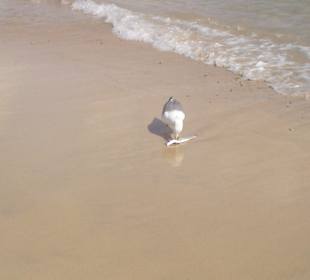 Feiner Sandstrand mit Möwe
