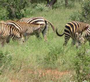 Tsavo Ost