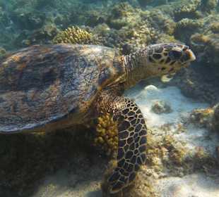 Meeresschildkröte