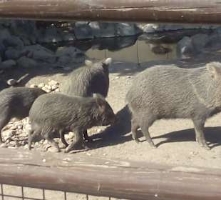 ZOO José Cruz Conde