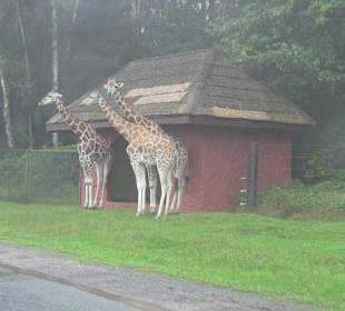 Giraffen