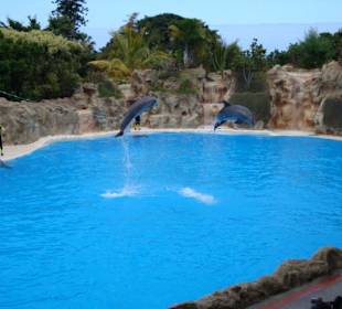 Shows und Unterhaltung