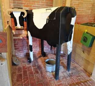 Melk-Übungskuh im Landwirtschaftsmuseum