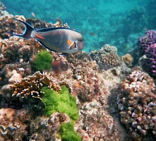 Südriff - Arabischer Doktorfisch