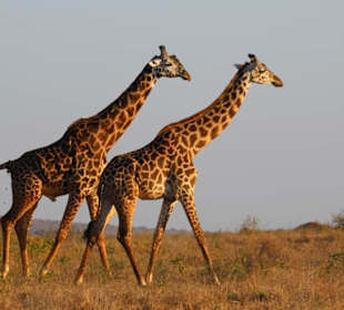 Giraffen taita hills