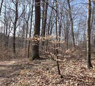 Geologischer Lehrpfad Kirnbachtal
