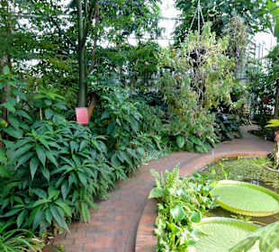 Tropenhaus im Botanischen Garten