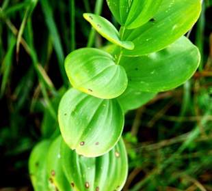 Seltsame Pflanzen Orchideenweg 