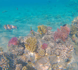 Schnorcheln Makadi Bay