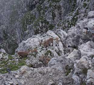 Mindelheimer Klettersteig