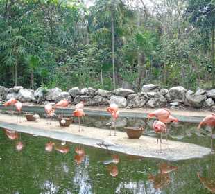 Xaman Ha Bird Park