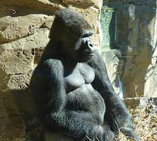 Unsichtbare Glastrennung