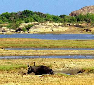 Yala Nationalpark 