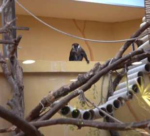 Tierpark Hellabrunn - Welt der Affen