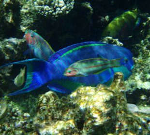 Wunderschöne Fische