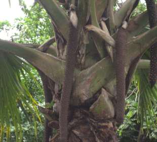 die Coco-de-Mer-Palme