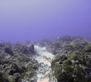 Unterwasser - Lokal Dive