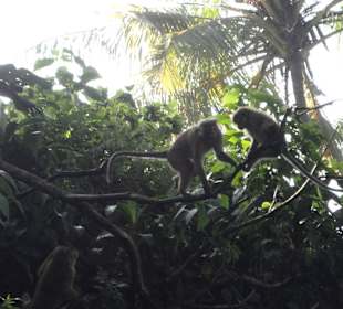 Raja Wasala Park - Wace Park