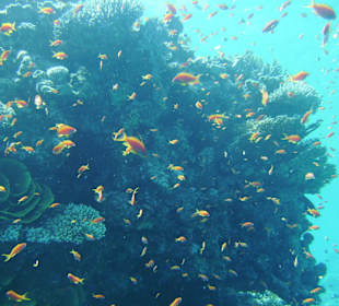 Hausriff direkt am Strand