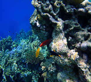 Außenriff des Three Corners Fayrouz Plaza Beach Resort