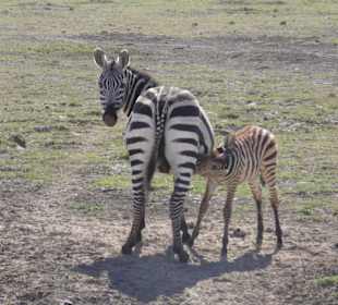 Zebramama mit Kind