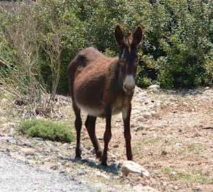Karpaz Wildesel