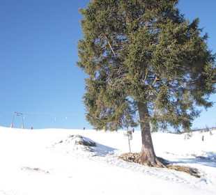Skigebiet Muggenbrunn