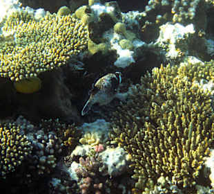 Смешная рыба 