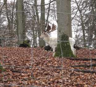 Wildpark Eichert