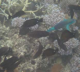 Belinda Speedboattour Blue Bay