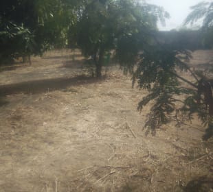 Gartenanlage